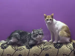 Healthy and Vaccinated 1-Year-Old Pet Cat for Sale