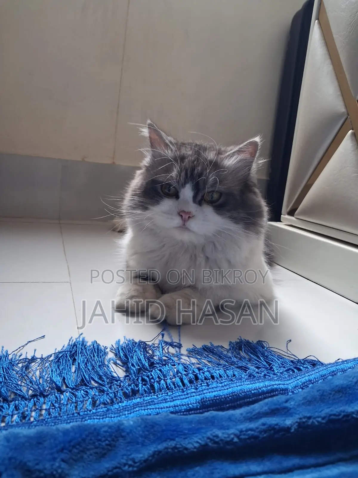 Healthy and Vaccinated 1-Year-Old Pet Cat for Sale