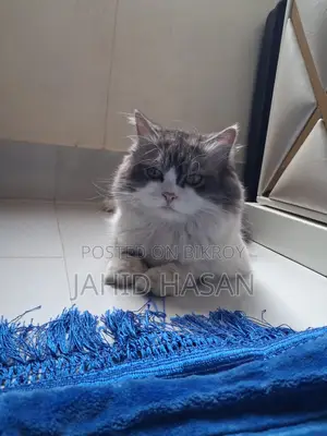 Healthy and Vaccinated 1-Year-Old Pet Cat for Sale