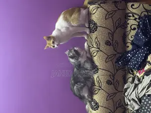 Healthy and Vaccinated 1-Year-Old Pet Cat for Sale