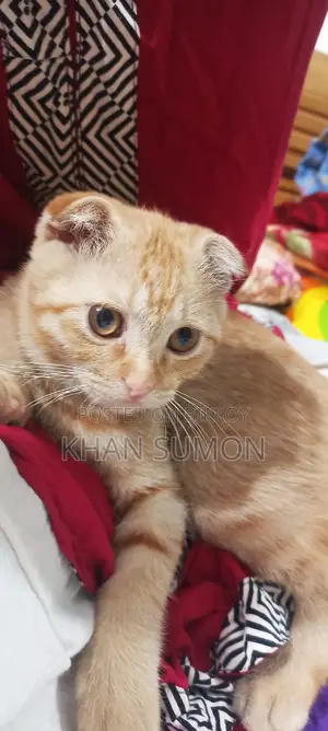 Cat for sale