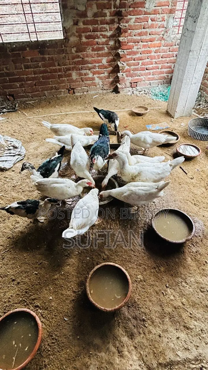 রানিং সাদা চিনা হাঁস