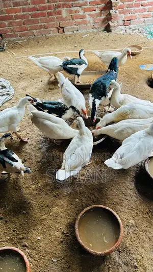 রানিং সাদা চিনা হাঁস