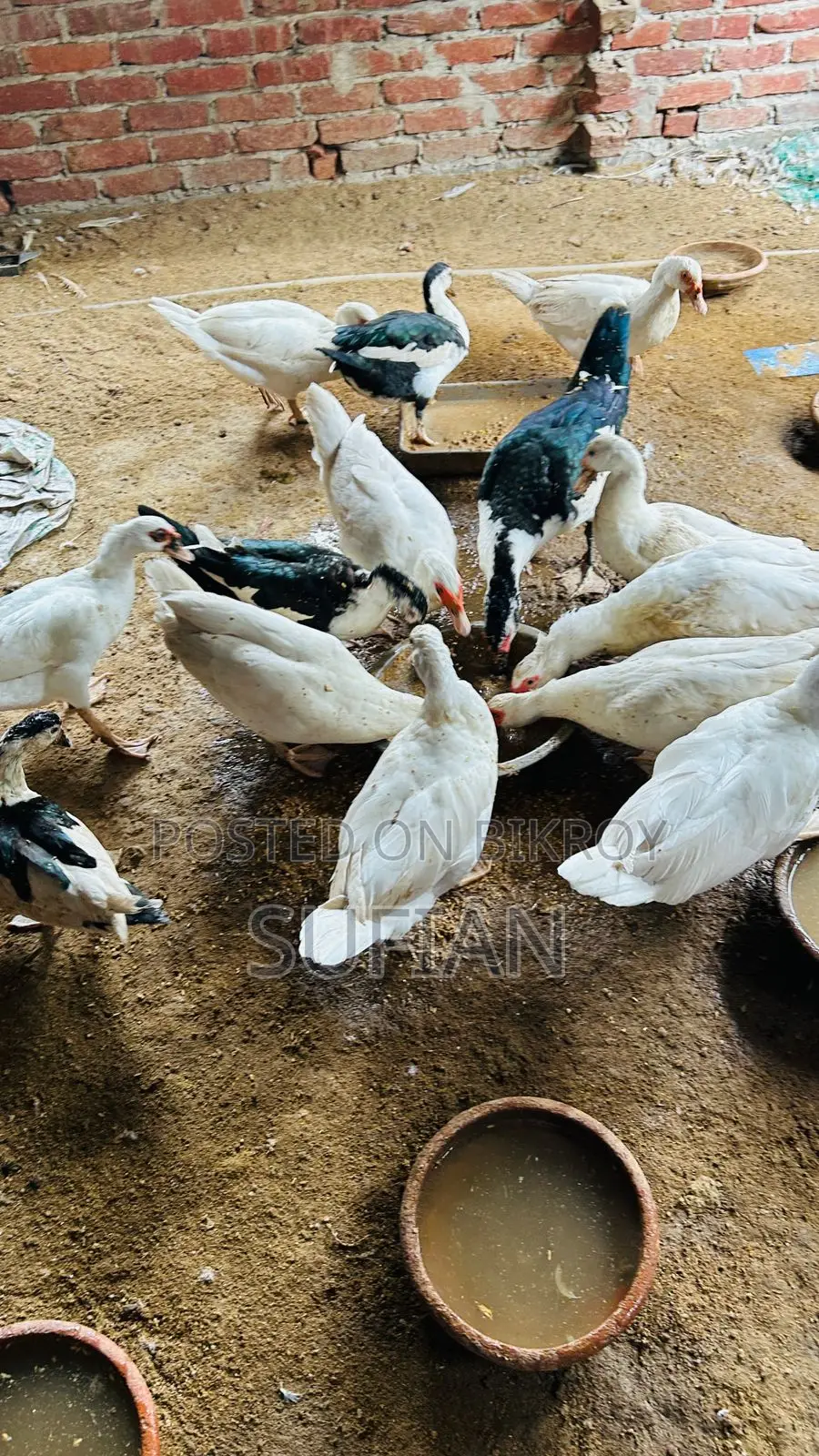 রানিং সাদা চিনা হাঁস