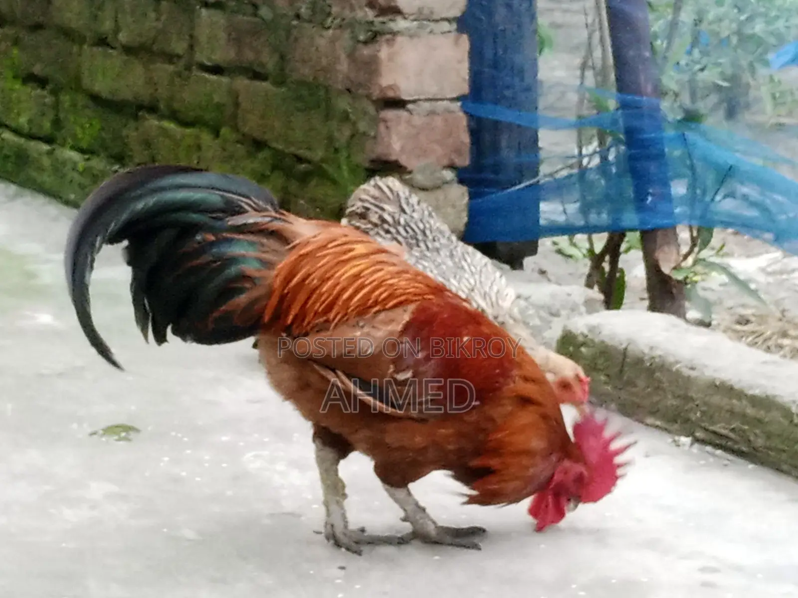 3 running egg-laying Fayoumi chickens and one local rooster for sale
