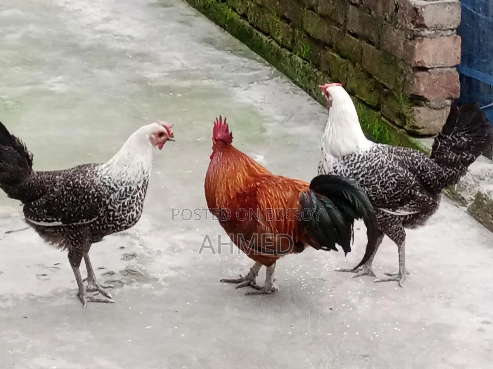 3 running egg-laying Fayoumi chickens and one local rooster for sale