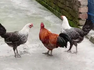 3 running egg-laying Fayoumi chickens and one local rooster for sale
