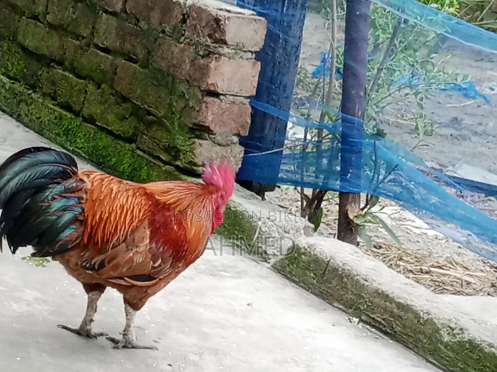 3 running egg-laying Fayoumi chickens and one local rooster for sale