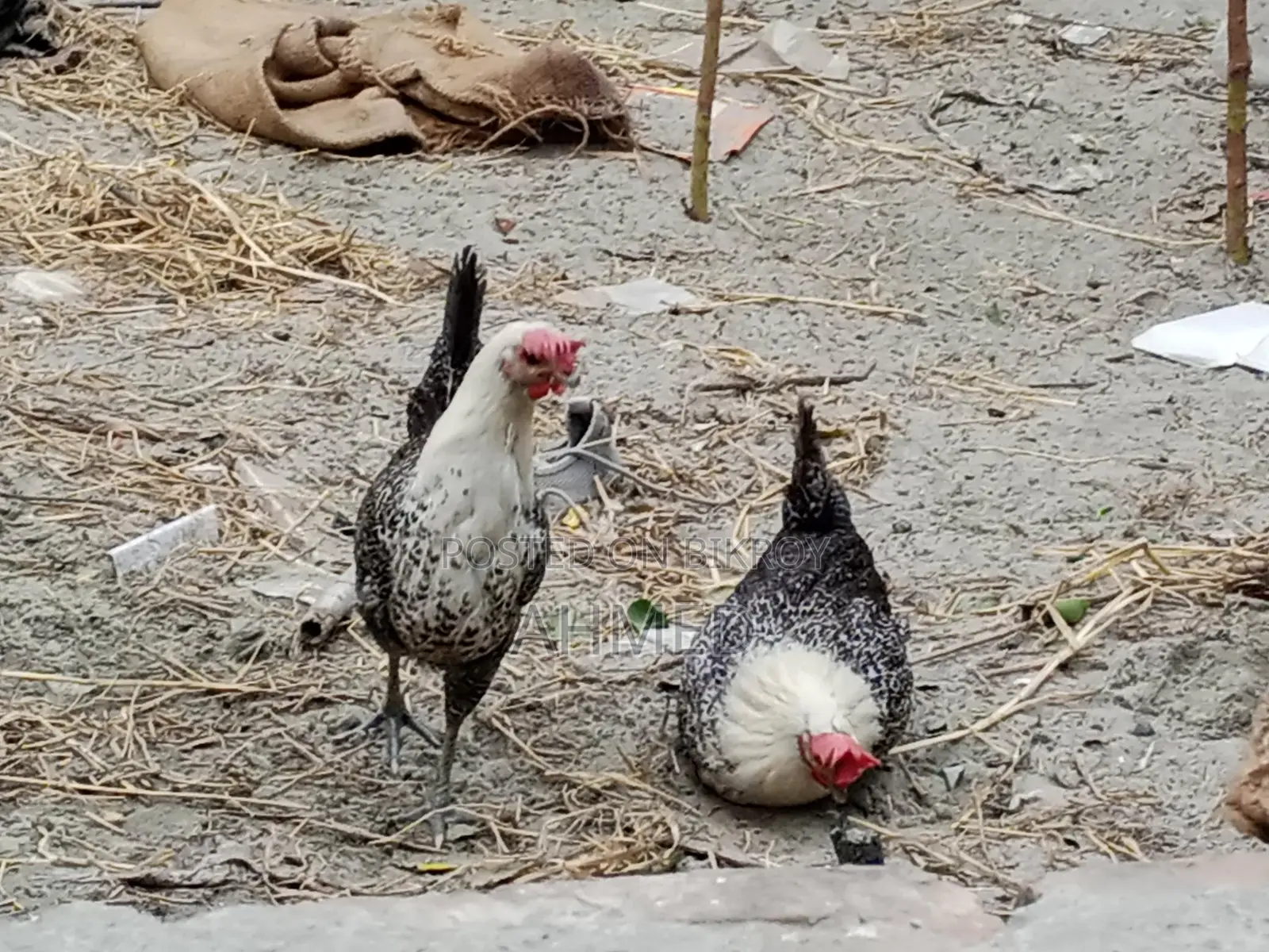 3 running egg-laying Fayoumi chickens and one local rooster for sale