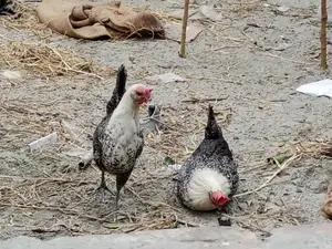 3 running egg-laying Fayoumi chickens and one local rooster for sale