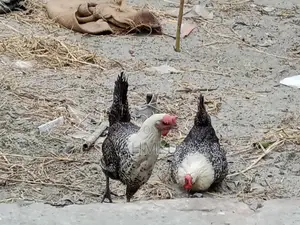 3 running egg-laying Fayoumi chickens and one local rooster for sale