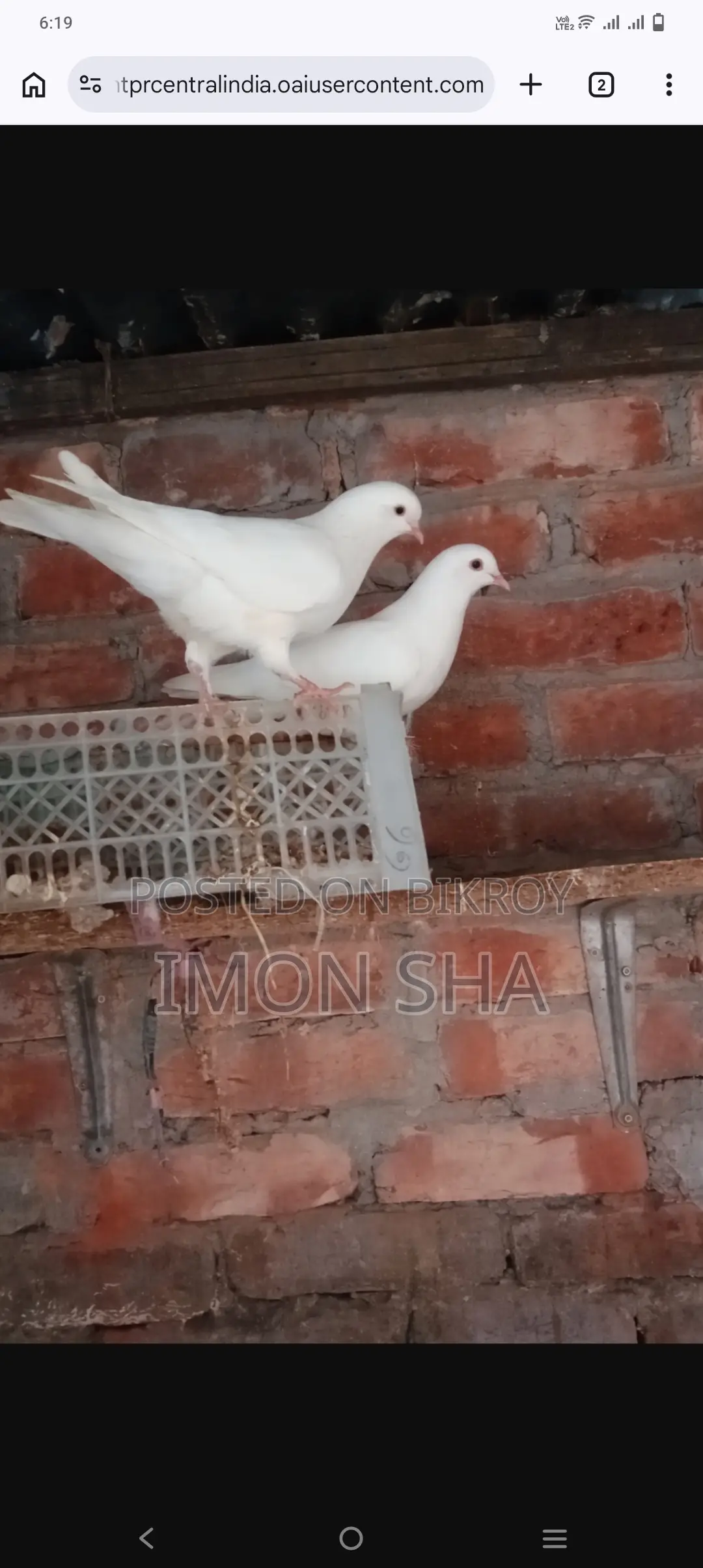 উন্নত জাতের রানিং কবুতর