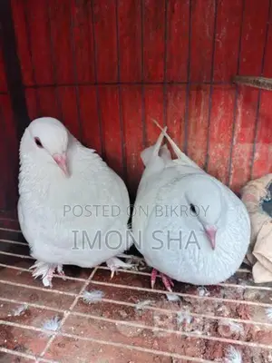 উন্নত জাতের রানিং কবুতর