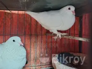 উন্নত জাতের রানিং কবুতর
