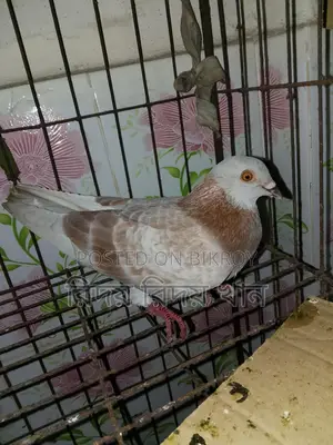 গিরিবাজ
