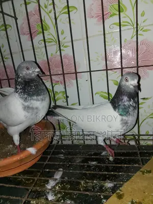 গিরিবাজ