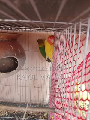 লাভ বার্ড
