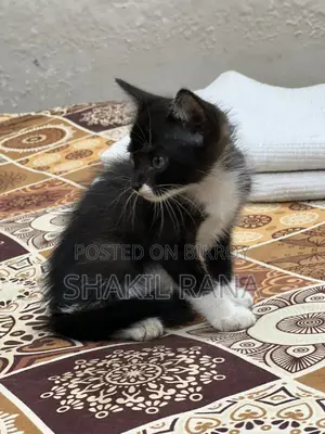 পার্সিয়ান মিক্সড ব্রিড