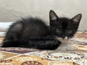 পার্সিয়ান মিক্সড ব্রিড