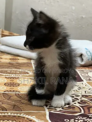 পার্সিয়ান মিক্সড ব্রিড