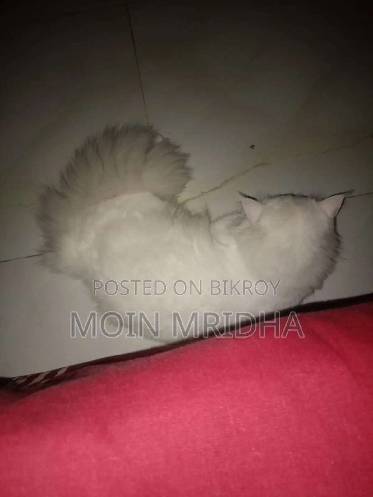 Persian Cat