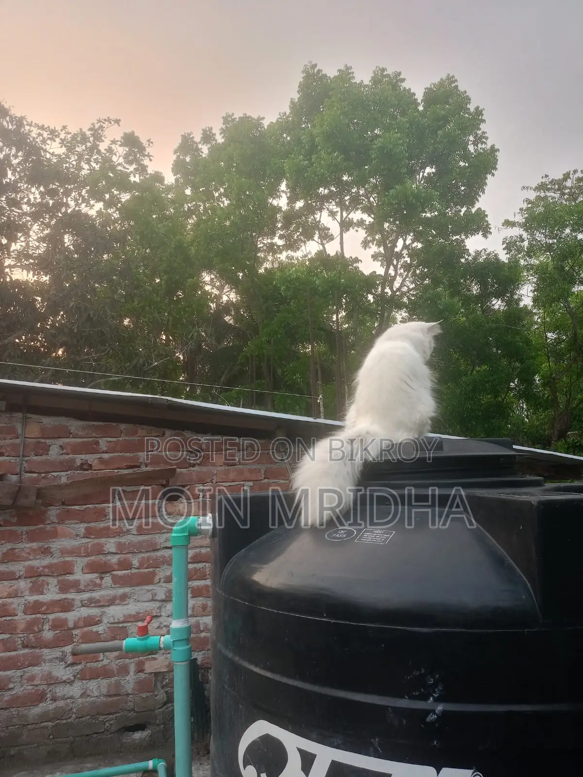 Persian Cat