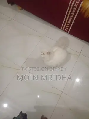 Persian Cat