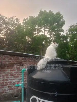 Persian Cat