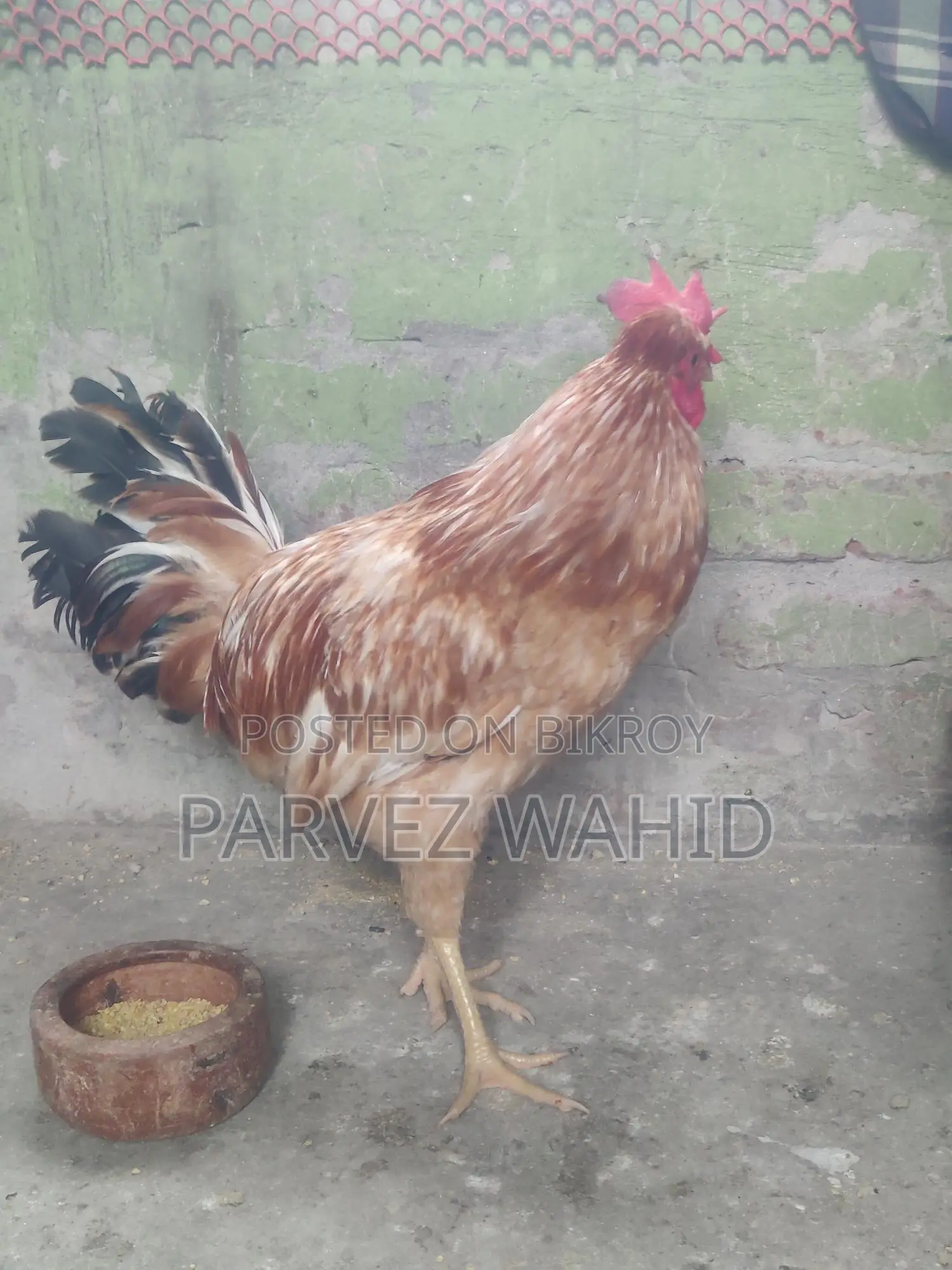 3 পিস মোরগ