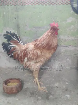 3 পিস মোরগ