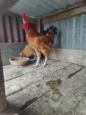 3 পিস মোরগ