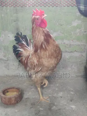 3 পিস মোরগ