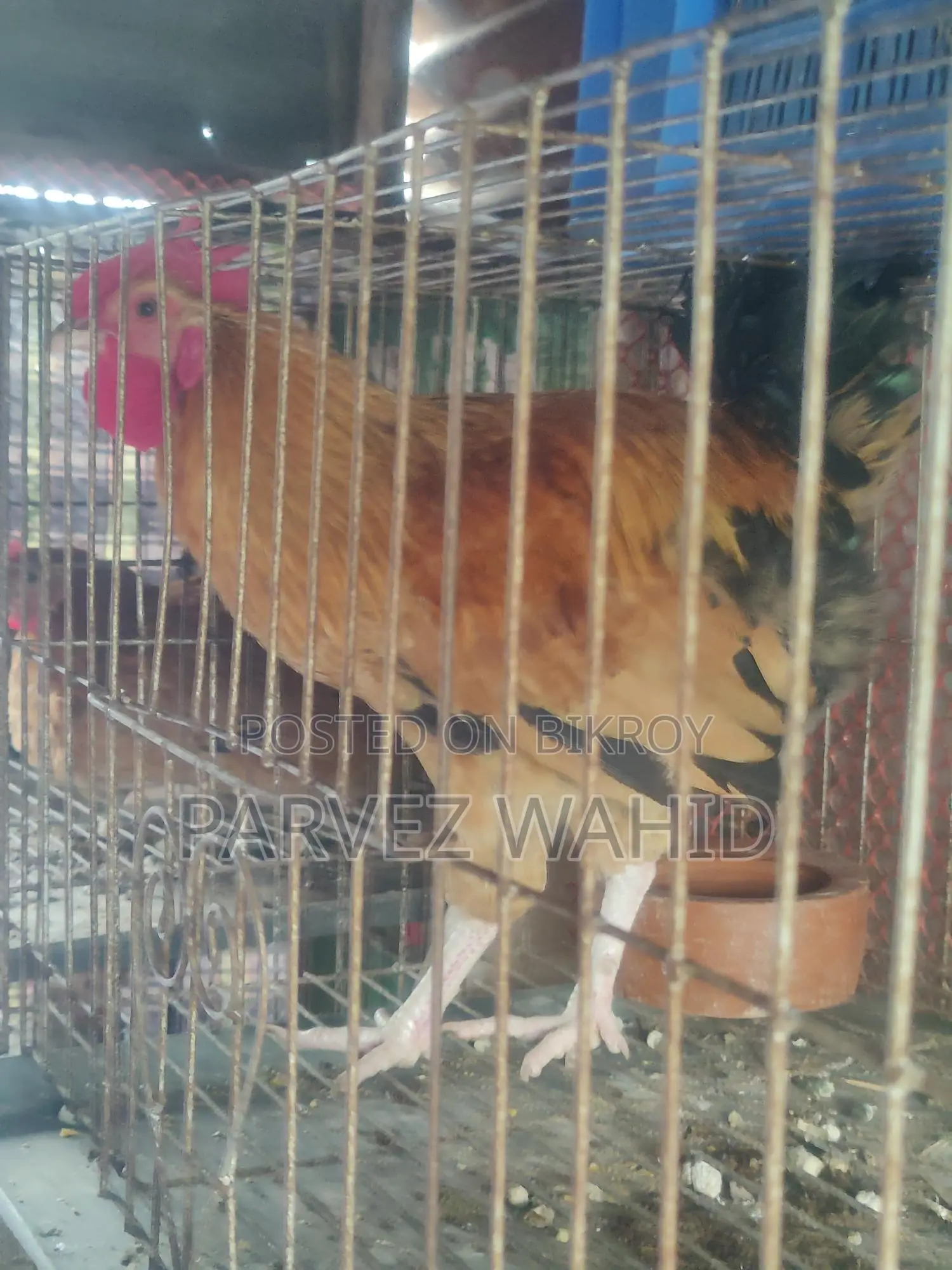 3 পিস মোরগ