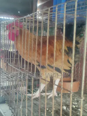 3 পিস মোরগ