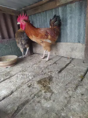 3 পিস মোরগ