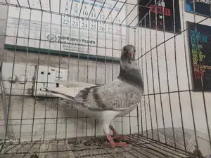এক পিস পাইড রেসার বিক্রয় হবে।