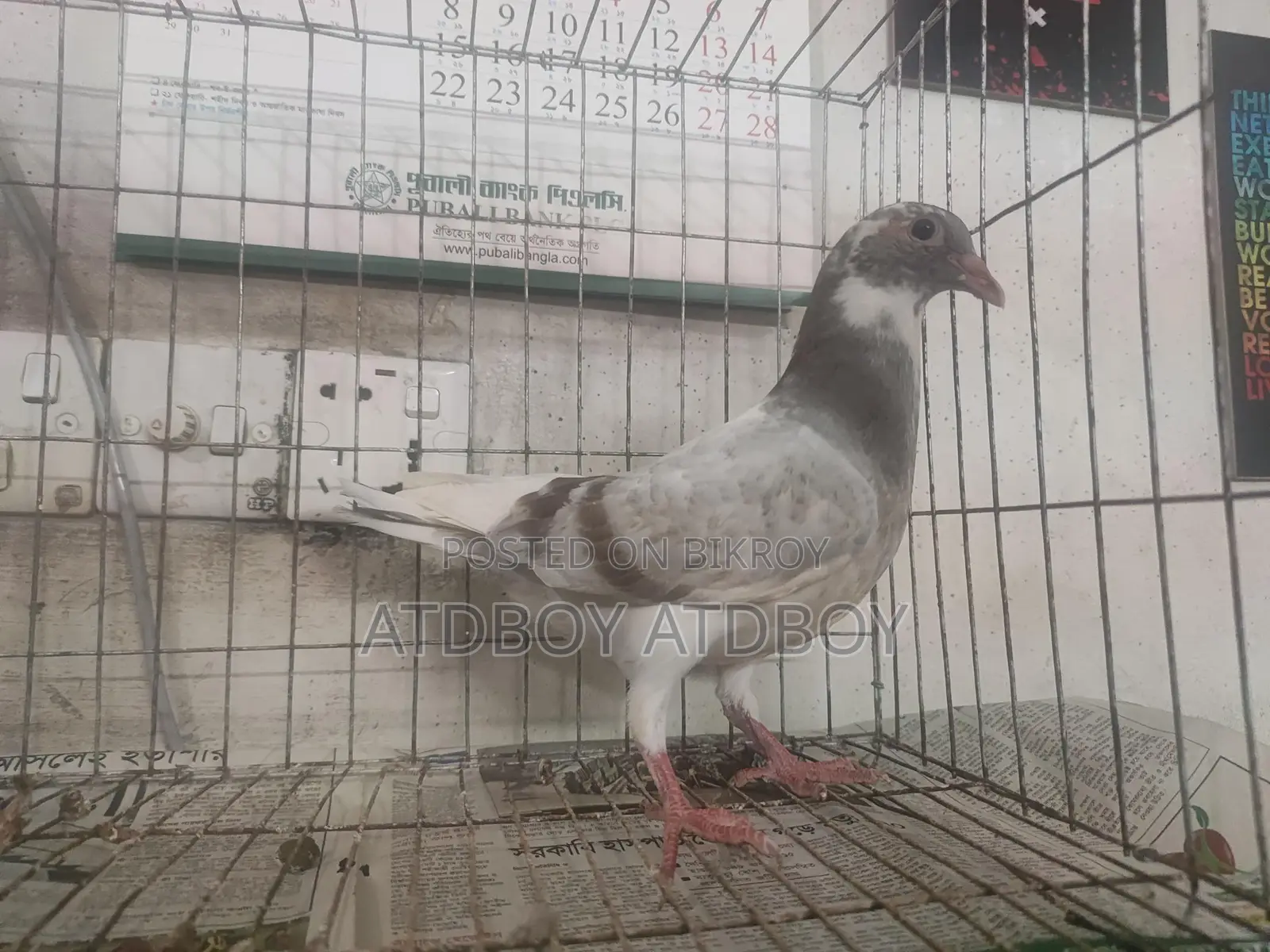 এক পিস পাইড রেসার বিক্রয় হবে।