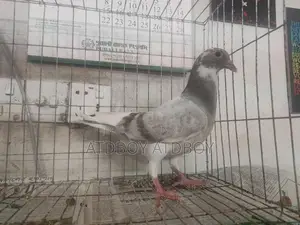 এক পিস পাইড রেসার বিক্রয় হবে।