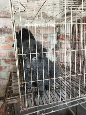 German Shepherd Black Puppy