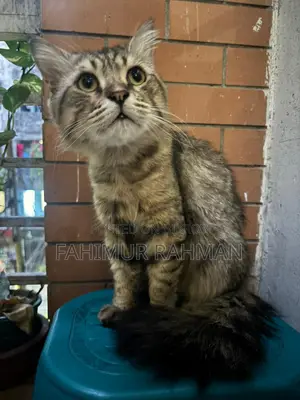 American Curl Persian Cat