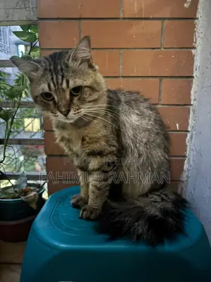 American Curl Persian Cat