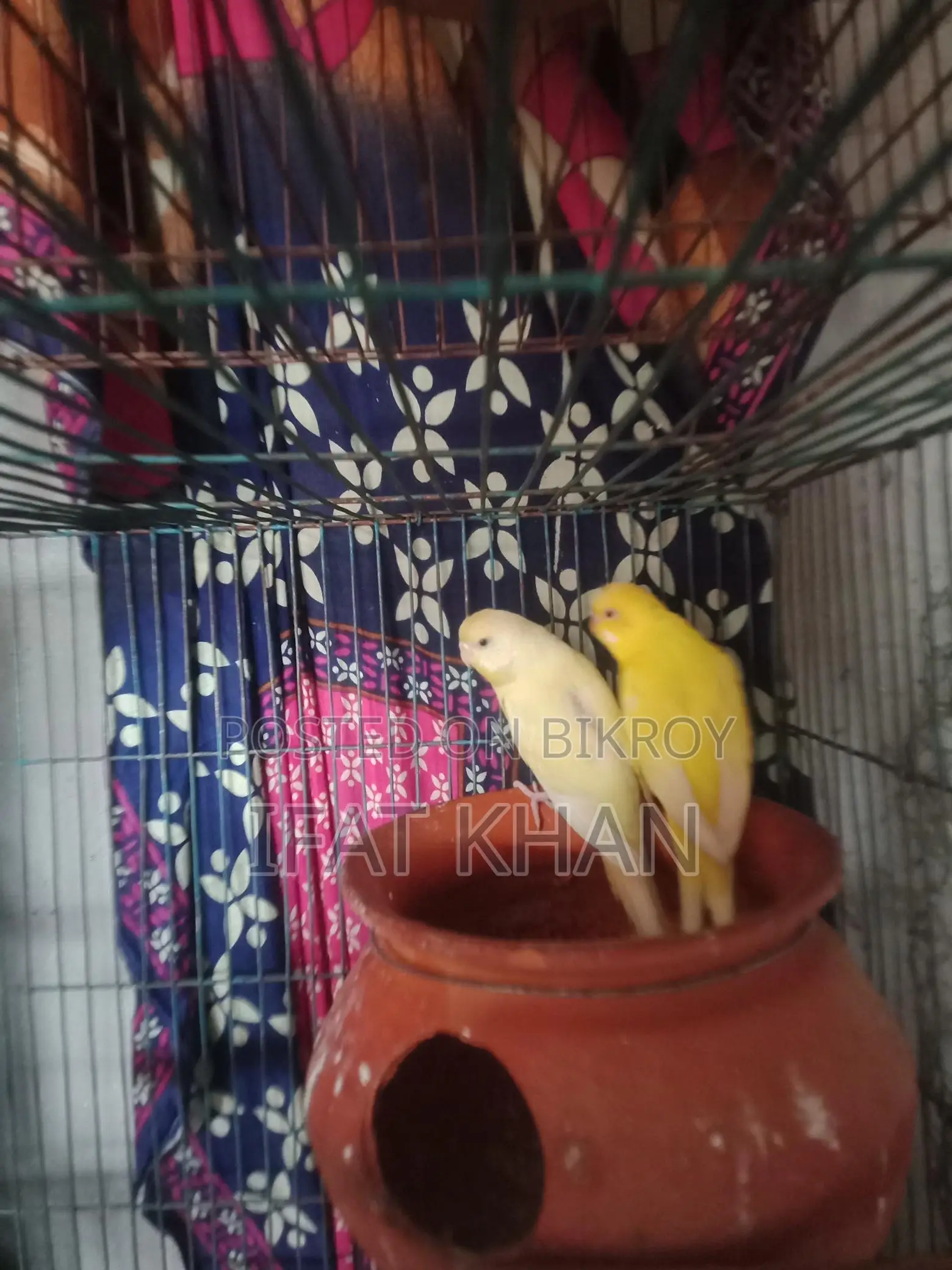 Running Budgie