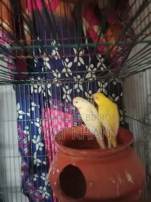 Running Budgie
