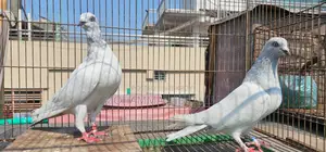 3 Pairs of Pigeons