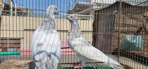 3 Pairs of Pigeons