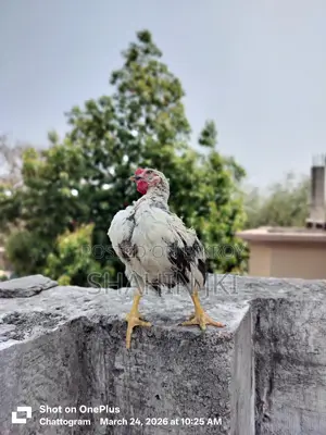 মালয়েশিয়ান সেরেমা মুরগি বা*চ্চা