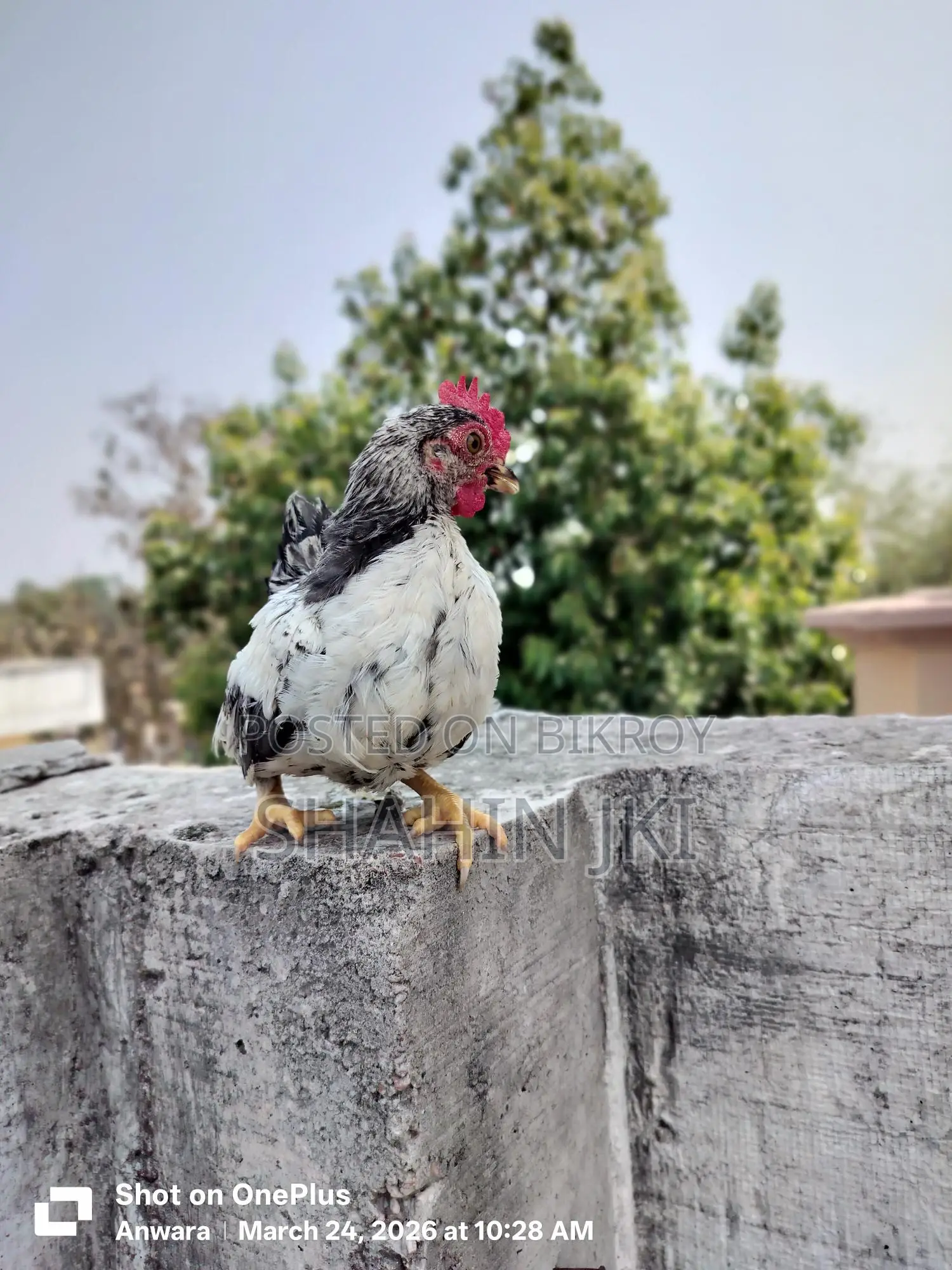 মালয়েশিয়ান সেরেমা মুরগি বা*চ্চা