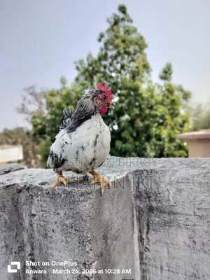 মালয়েশিয়ান সেরেমা মুরগি বা*চ্চা