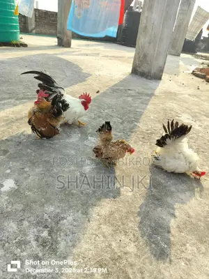 মালয়েশিয়ান সেরেমা মুরগি বা*চ্চা