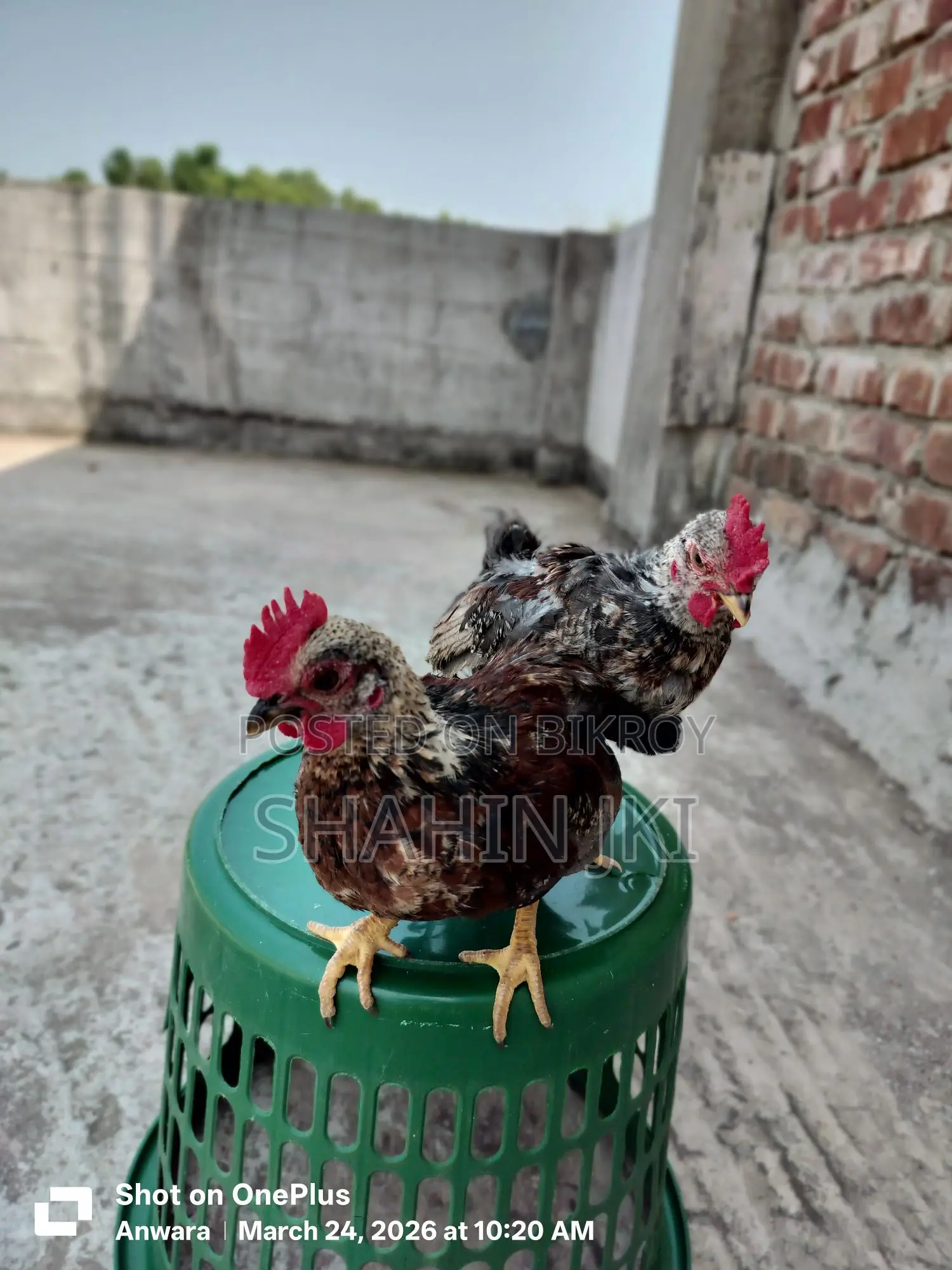 মালয়েশিয়ান সেরেমা মুরগি বা*চ্চা